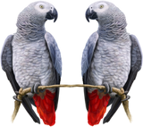 Discover Two African Grey Parrots share a branch T-shirt