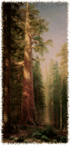 Discover Redwood Trees by Albert Bierstadt - Redwood Trees - T-Shirt