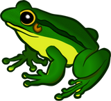 Discover frog coloured