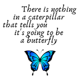 Discover Butterfly