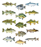 Discover Fish Species Biology Types Of Freshwater Fish Fishing T-Shirt