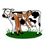 Discover Cow Milking Dry