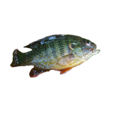 Discover Green Sunfish