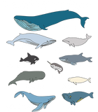 Discover Types Of Whales Cute Ocean Mammals Guide T Shirt