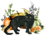 Discover Black Cat Halloween Cat Halloween Pumpkin