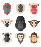 Discover Monkey Chimpanzee Gorilla Squirrel Monkey T Shirt