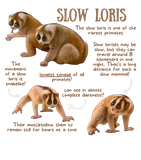 Discover Slow Loris - Animal Facts - Slow Loris - T-Shirt