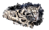 Discover Clouded Leopard,Leopard,Animal,Love,Cat,Birthday,