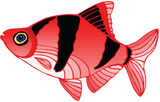 Discover carp karpfen aquarium bass trout forelle barsch2
