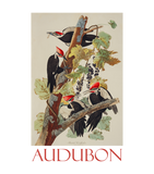 Discover Pileated Woodpecker by John James Audubon - Birds - T-Shirt