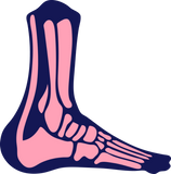 Discover achilles heel bone foot skeleton