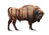Discover Bisons Forest Double exposure