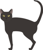 Discover bombay cat