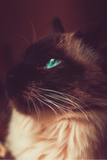 Discover Close-up Portraits of a Hairy Siamese cat