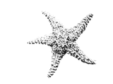 Discover starfish pattern