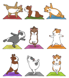 Discover Guinea Pig T-Shirt Guinea Pigs In Yoga Poses Tee