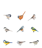 Discover Nice Tits T-shirt Bird Species