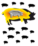 Discover pig Yellow pork