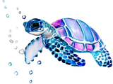 Discover turtle colorful