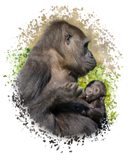 Discover Gorilla Mother And Her Nursing Baby
