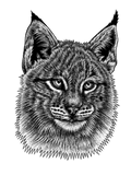 Discover Lynx kitten - wild cat - ink illustration