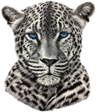 Discover Snow Leopard with Blue Eyes, Beast Gift