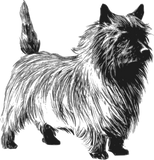 Discover Cairn terrier