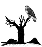 Discover Falcon on a desert tree