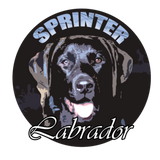 Discover Labradors Labrador sprinter