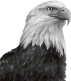 Discover Eagle head black & white