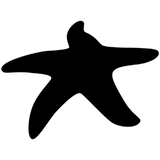 Discover Black starfish