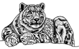 Discover Snow Leopard