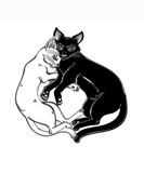 Discover Black and white cat in tender hug of opposites