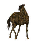 Discover horse illustration