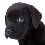 Discover Black Lab Puppy