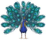 Discover 3D Peacock T-Shirts