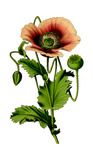 Discover Opium poppy 4