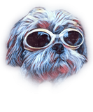 Discover Shih Tzu Colorful Neon Dog Sunglasses