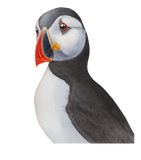 Discover Puffin - Protect Birds and Insects Project T-shirt