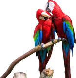 Discover Blue Gold Macaw