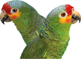Discover red-fronted amazon
