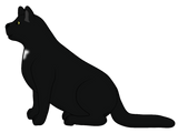 Discover black cat sit