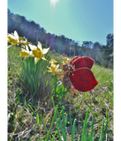 Discover red wing fairy and daffodils