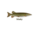 Discover Musky (muskellunge)