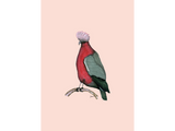 Discover australian galah cockatoo,tony fernandes