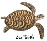 Discover Sea Turtle Infant