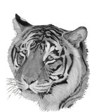 Discover black and white tiger picture of big cat