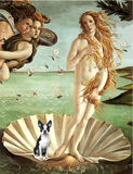 Discover Birth of Venue Venus - Boston Terrier #1