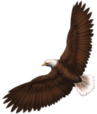 Discover Soaring Bald Eagle