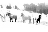 Discover Winter Horses